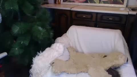 Snapshot of alenablack chatting on December 15, 2024, 2:08 am Luly online show from December 15, 2024, 2:08 am