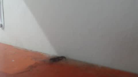 Alexamdergal online show from March 6, 2026, 11:01 pm