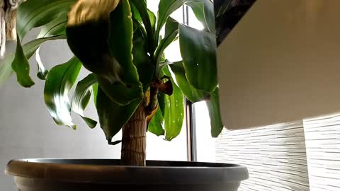 Snapshot of alexanddani chatting on January 11, 2025, 9:25 pm Alex Dani online show from January 11, 2025, 9:25 pm