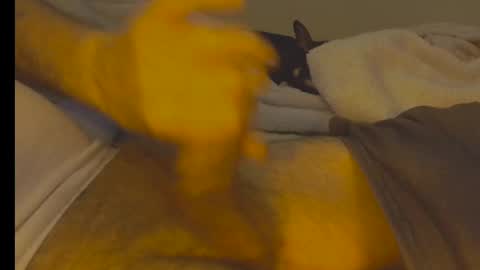 alphablue_wolf1295 online show from January 2, 2025, 6:29 am