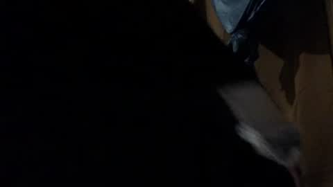 amileadivinestar0987 online show from December 26, 2024, 1:51 am