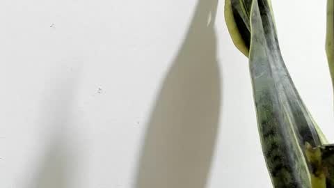 Ana Pakerman online show from February 16, 2025, 2:20 am