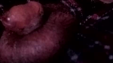 bcfalcon69 online show from April 12, 2026, 3:55 am