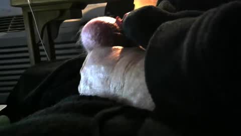 bear4146 online show from December 6, 2024, 3:33 pm