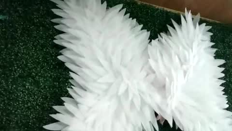 bela_rous online show from June 18, 2026, 6:34 pm
