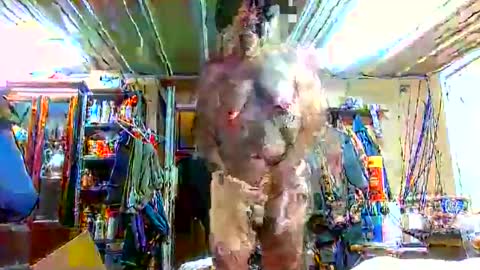 Snapshot of bigboy_604630544 chatting on September 28, 2025, 1:16 pm bigboy_604630544 online show from September 28, 2025, 1:16 pm