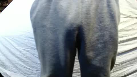 bigdickdaddy567130413 online show from January 15, 2025, 5:47 pm