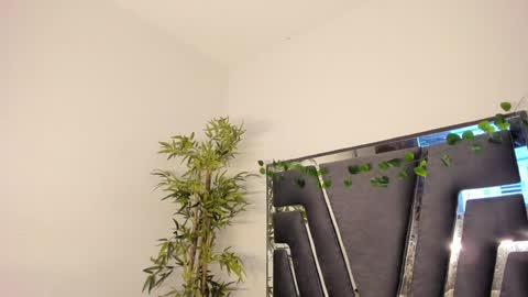 B L A C K  R O S E  online show from February 8, 2025, 11:44 am