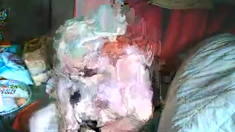 Bomber59potsdam online show from March 2, 2025, 10:35 am