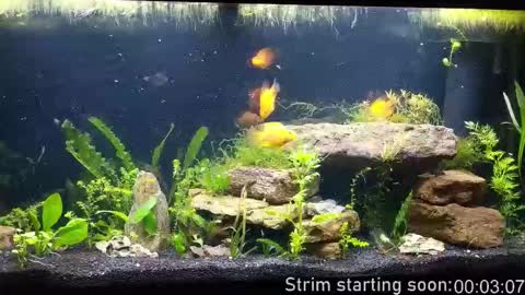 Booker Baxton online show from December 19, 2025, 4:08 am