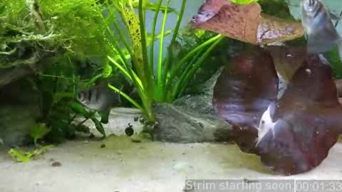 Booker Baxton online show from January 17, 2026, 4:06 am