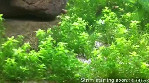 Booker Baxton online show from February 17, 2026, 3:58 am