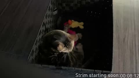 Booker Baxton online show from February 24, 2026, 3:59 am