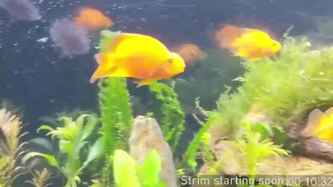 Booker Baxton online show from February 27, 2026, 4:01 am