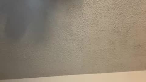 EtherealLilac online show from February 11, 2025, 3:50 am