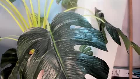 Camillo Virgil online show from October 17, 2025, 11:02 am