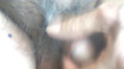 Snapshot of castells chatting on June 14, 2026, 4:31 pm castells online show from June 14, 2026, 4:31 pm