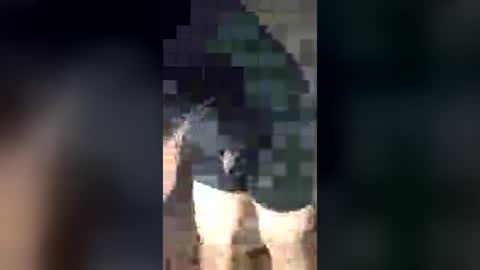 Snapshot of chrisalejandr0896 chatting on July 3, 2026, 2:18 am chrisalejandr0896 online show from July 3, 2026, 2:18 am