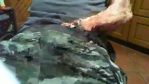 Snapshot of ciop1962 chatting on December 2, 2024, 7:05 pm ciop1962 online show from December 2, 2024, 7:05 pm