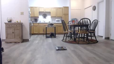 copper_crotch online show from January 11, 2026, 1:43 am