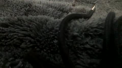 Snapshot of cutcockguy1975 chatting on January 23, 2025, 11:15 pm Steve online show from January 23, 2025, 11:15 pm