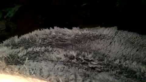 Snapshot of cutcockguy1975 chatting on March 11, 2025, 7:36 pm Steve online show from March 11, 2025, 7:36 pm