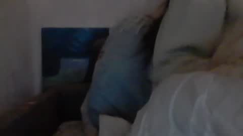 Snapshot of cutekattie chatting on December 18, 2024, 9:36 am cutekattie online show from December 18, 2024, 9:36 am