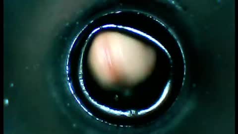 Snapshot of damdam44 chatting on January 13, 2025, 4:51 pm damdam44 online show from January 13, 2025, 4:51 pm