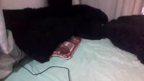 dani9821569006 online show from September 14, 2025, 3:00 pm