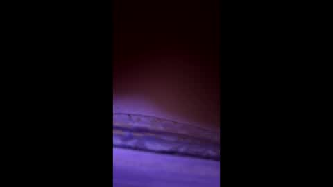 divorcedsissyhusband online show from March 23, 2026, 7:23 am