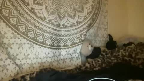 ur dream girl online show from April 9, 2026, 2:55 am