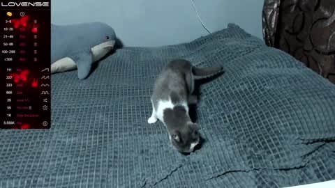 Eva online show from January 9, 2025, 1:56 pm