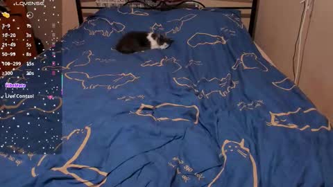 Eva online show from February 27, 2026, 3:12 pm