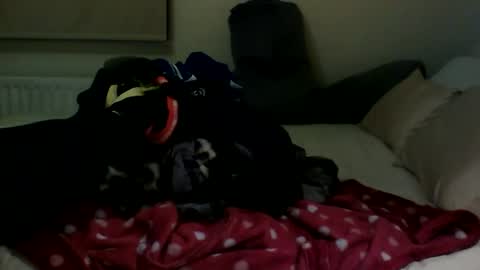 Snapshot of fitbut chatting on January 30, 2025, 7:48 pm Fitbut online show from January 30, 2025, 7:48 pm