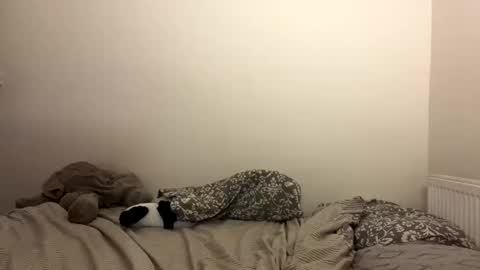 ghostpetal online show from October 29, 2025, 7:26 pm