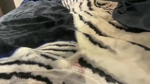 Snapshot of gumbywanna chatting on October 24, 2025, 3:25 am gumbywanna online show from October 24, 2025, 3:25 am