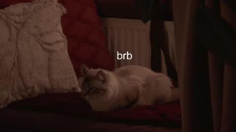 Hanna online show from February 3, 2026, 6:40 am