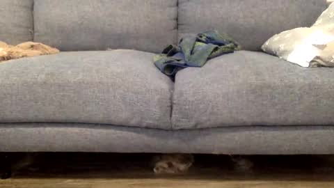 hornnnybwc online show from March 14, 2026, 4:23 pm