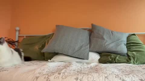 Olive online show from October 24, 2025, 11:12 pm