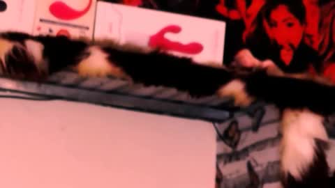 Bella Ambrosia online show from November 24, 2025, 12:32 am