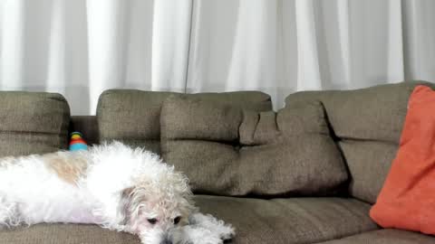 Calix  Independient model Insta and twt Calixsnake online show from January 20, 2025, 5:26 am