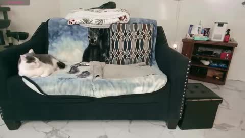 Snapshot of jjjust4fun1985 chatting on February 13, 2025, 12:46 am Nicole Allen online show from February 13, 2025, 12:46 am