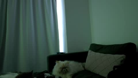 Snapshot of juanita_foxxx chatting on April 6, 2026, 8:32 pm Juanitafoxx online show from April 6, 2026, 8:32 pm