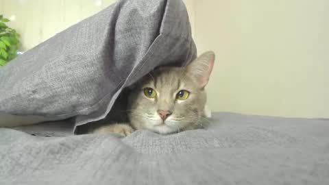 kelly_gerzikaaa online show from April 5, 2026, 9:39 am