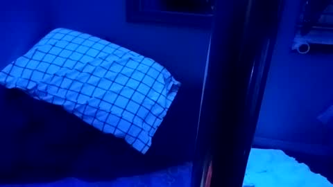 kikilovespartylights online show from March 28, 2026, 7:19 am