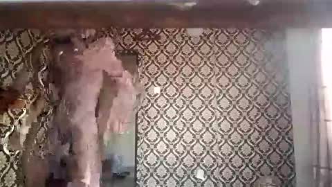 kingemizzy online show from January 8, 2026, 6:26 am