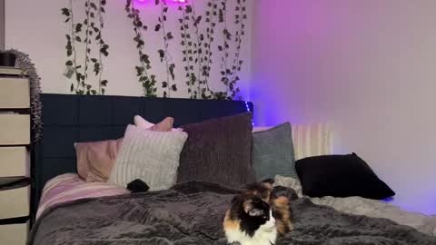 Snapshot of kisskatie chatting on December 16, 2024, 11:12 am Kaitie online show from December 16, 2024, 11:12 am