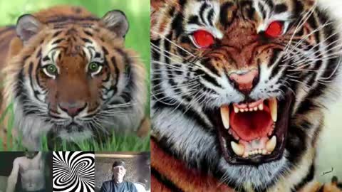 kodiakpm1 online show from December 3, 2024, 8:38 am