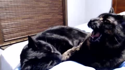 Snapshot of lancehardin chatting on December 12, 2024, 12:38 am Lance online show from December 12, 2024, 12:38 am