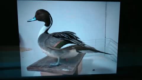 Snapshot of lancehardin chatting on January 13, 2025, 1:02 am Lance online show from January 13, 2025, 1:02 am